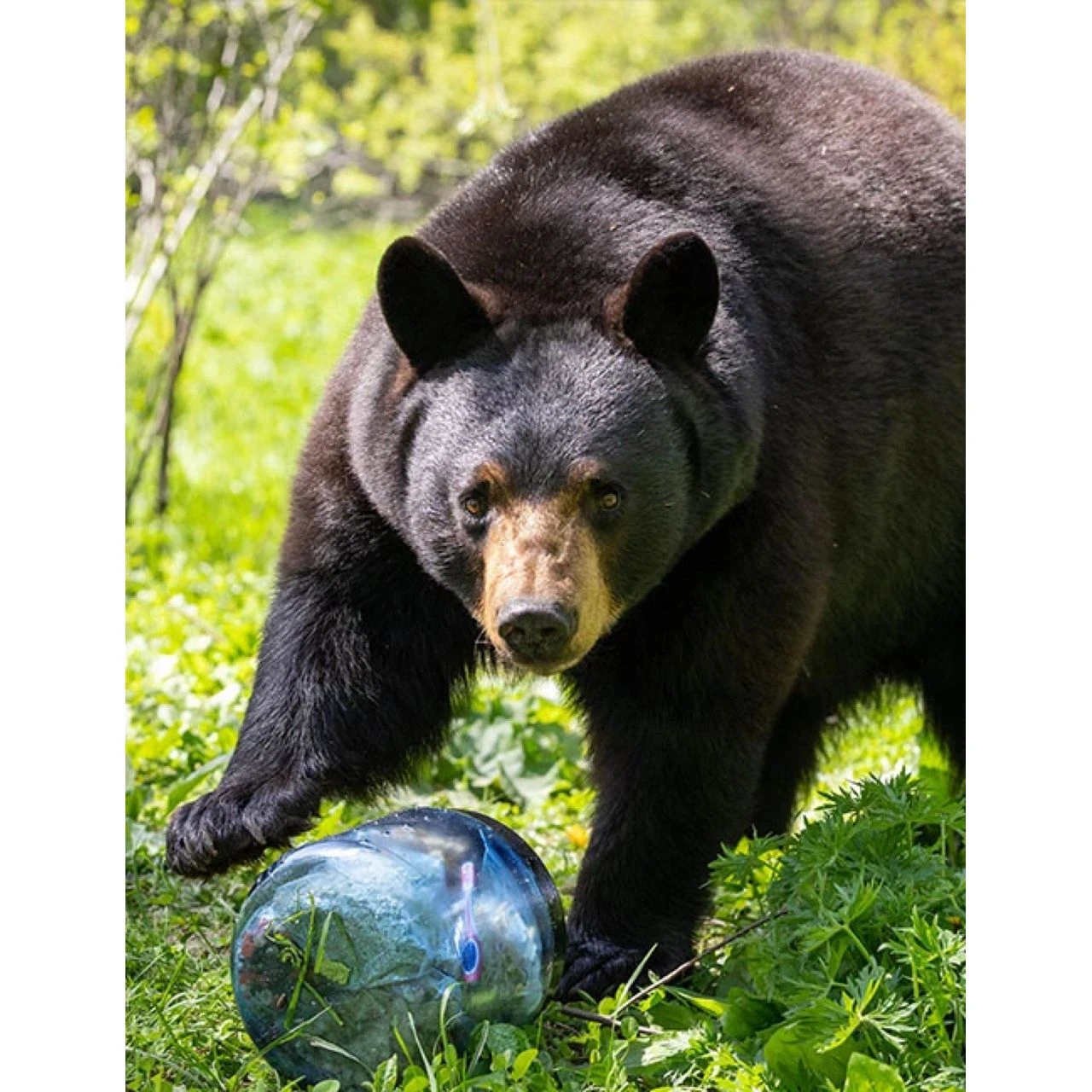 BearVault BV450-Jaunt - Image 5